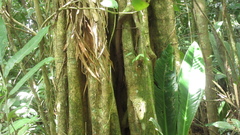 Aspidosperma megalocarpon