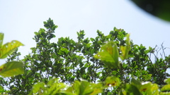 Aspidosperma megalocarpon