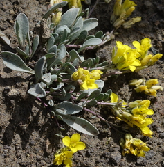 Physaria scrotiformis