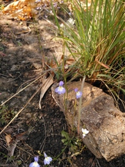 Lobelia erinus
