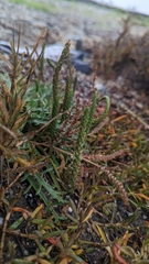 Plantago coronopus