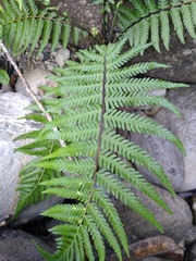 Pityrogramma calomelanos