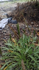 Plantago coronopus