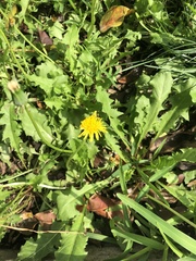Taraxacum