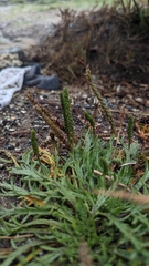 Plantago coronopus