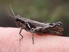 Melanoplus cinereus