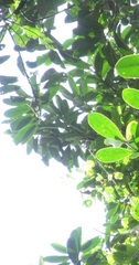 Virola multiflora