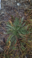 Plantago coronopus