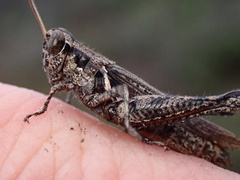 Melanoplus cinereus