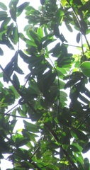 Virola multiflora