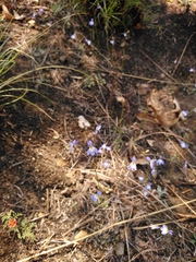 Lobelia erinus