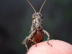 Melanoplus cinereus