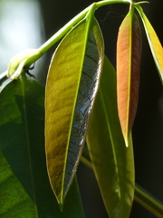 Sageraea laurina