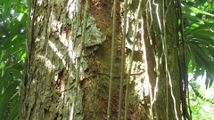 Virola multiflora