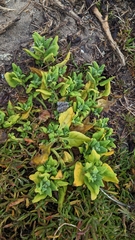 Tetragonia