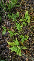 Tetragonia