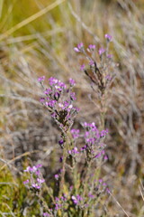 Comesperma retusum