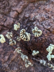 Notholaena standleyi