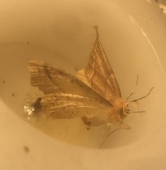 Tetracis jubararia