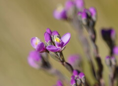 Comesperma retusum