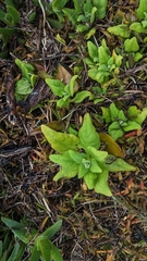 Tetragonia