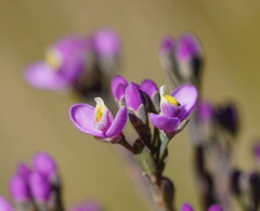 Comesperma retusum