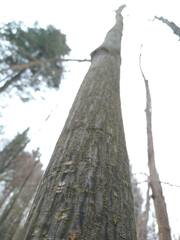 Acer pensylvanicum