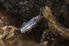 Lepidocyrtinae