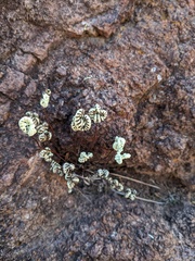 Notholaena standleyi