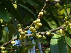 Sageraea laurina