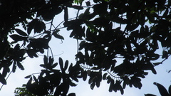 Virola multiflora