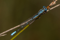 Austroagrion cyane