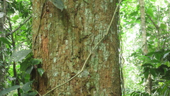 Virola multiflora