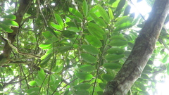 Virola multiflora