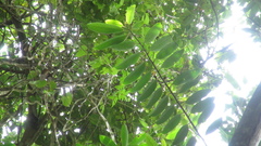 Virola multiflora