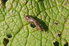 Orthonevra nitida