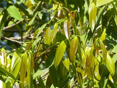 Sageraea laurina