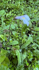 Mazus radicans
