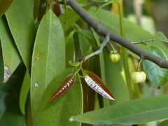 Sageraea laurina