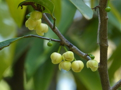 Sageraea laurina