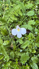 Mazus radicans