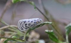Copsyrna maculata