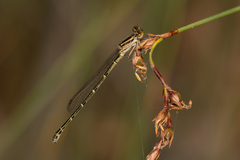 Austroagrion cyane