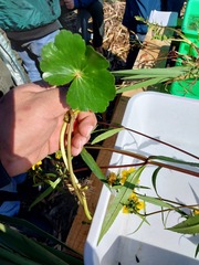 Hydrocotyle ranunculoides