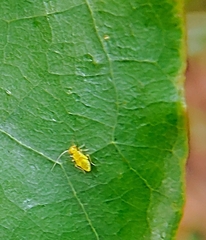 Aphis nerii