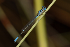 Austroagrion cyane