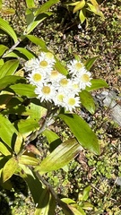 Anaphalioides trinervis