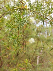Kunzea ambigua