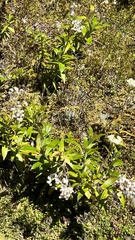 Anaphalioides trinervis