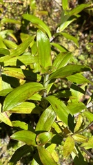 Anaphalioides trinervis